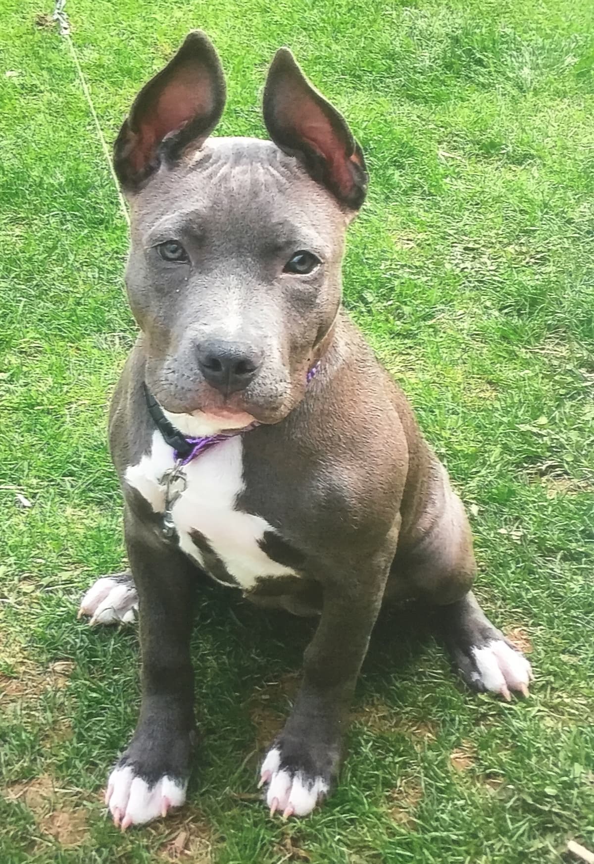 BBFK's Lil Miss Freya