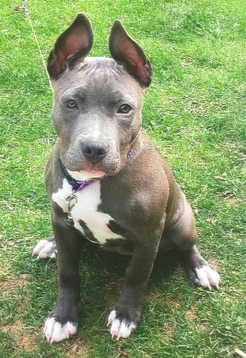 BBFK's Lil Miss Freya