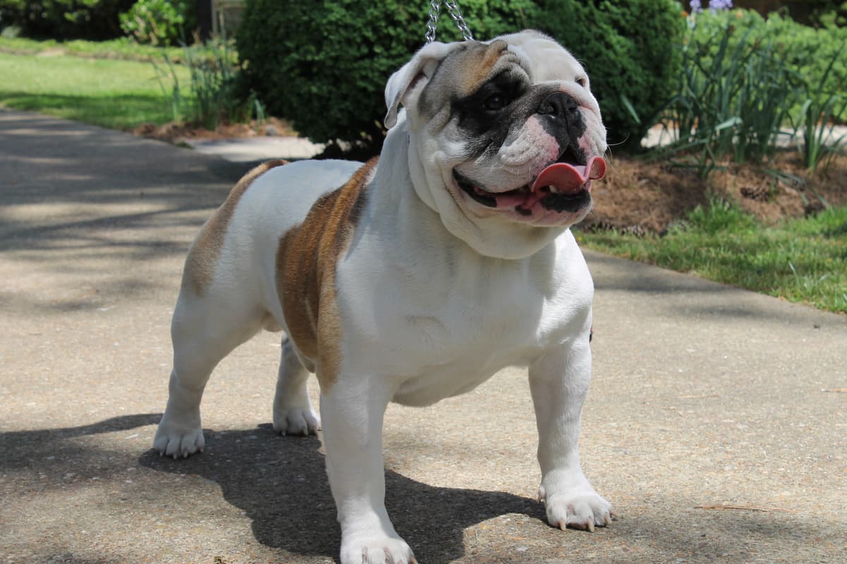Beach Bulldogges Dozer