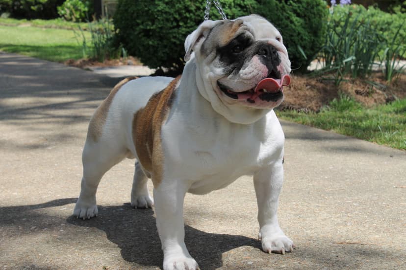 Beach Bulldogges Dozer