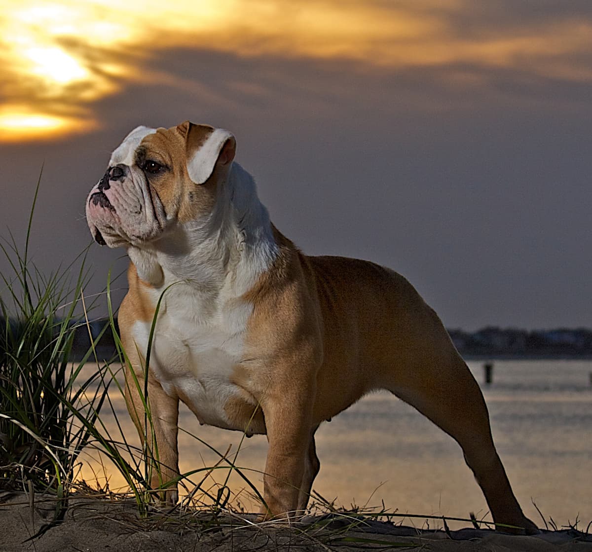 Beach Bulldogges Izzy