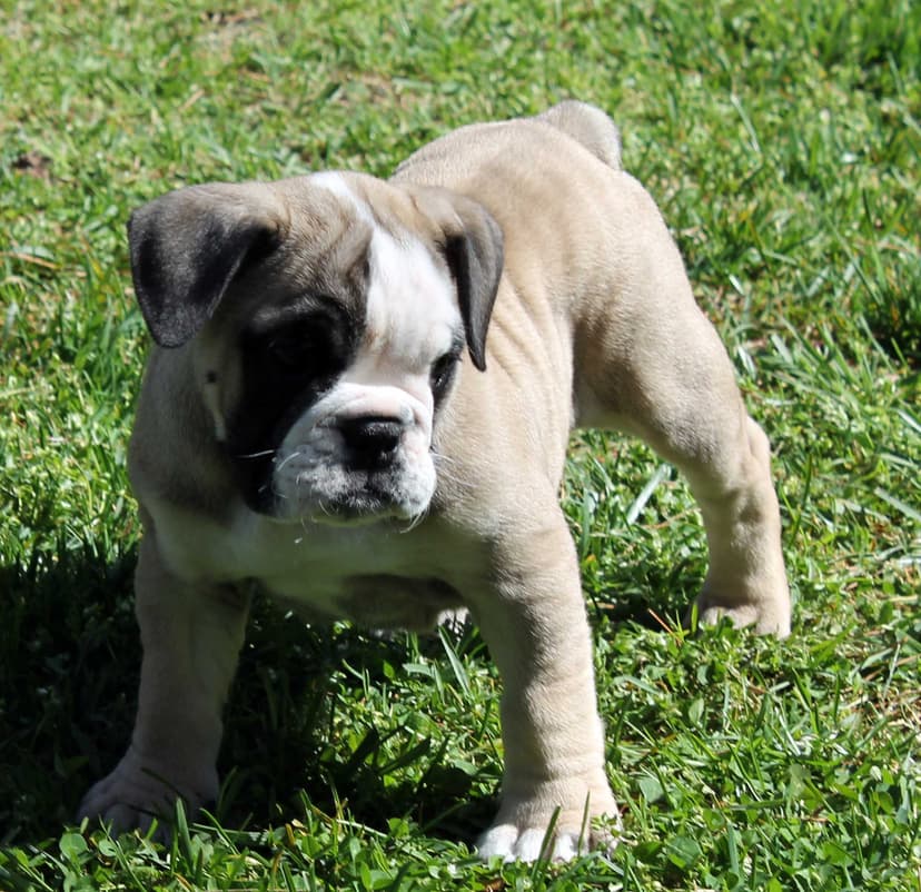 Beach Bulldogges Jade