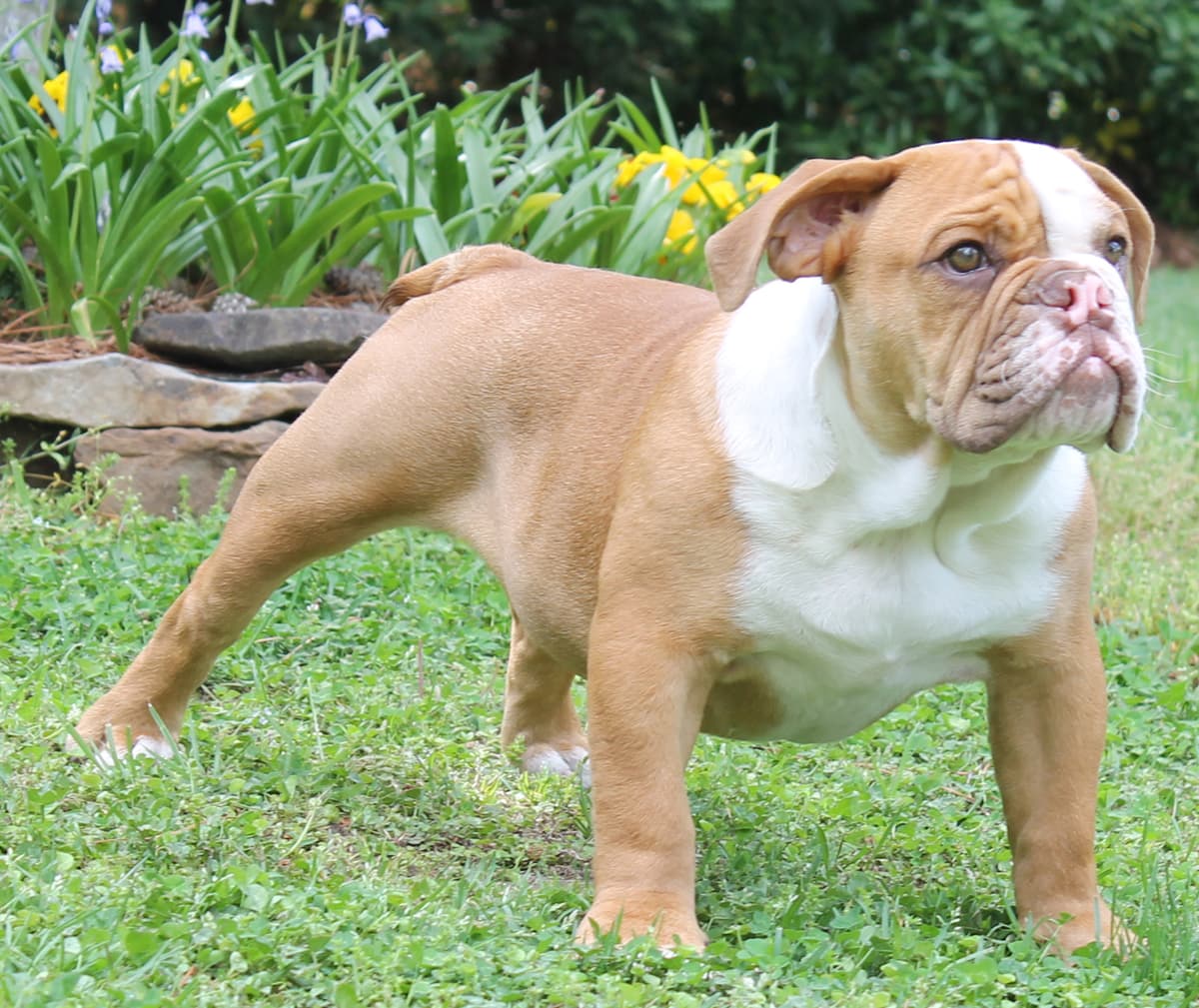 Beach Bulldogges Nucky
