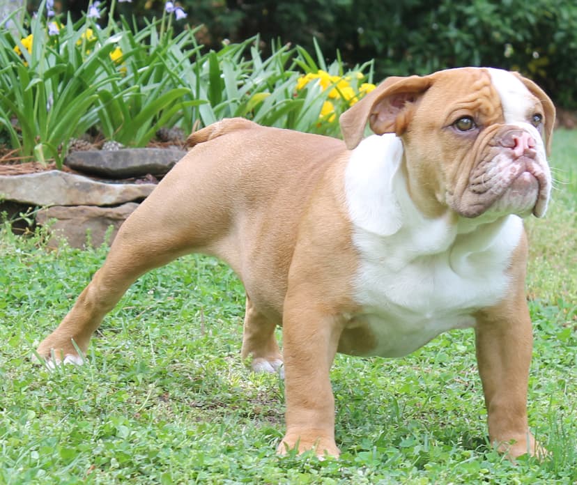 Beach Bulldogges Nucky