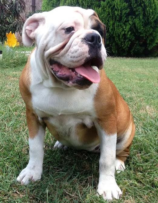Beefy Bulldogges' Athena
