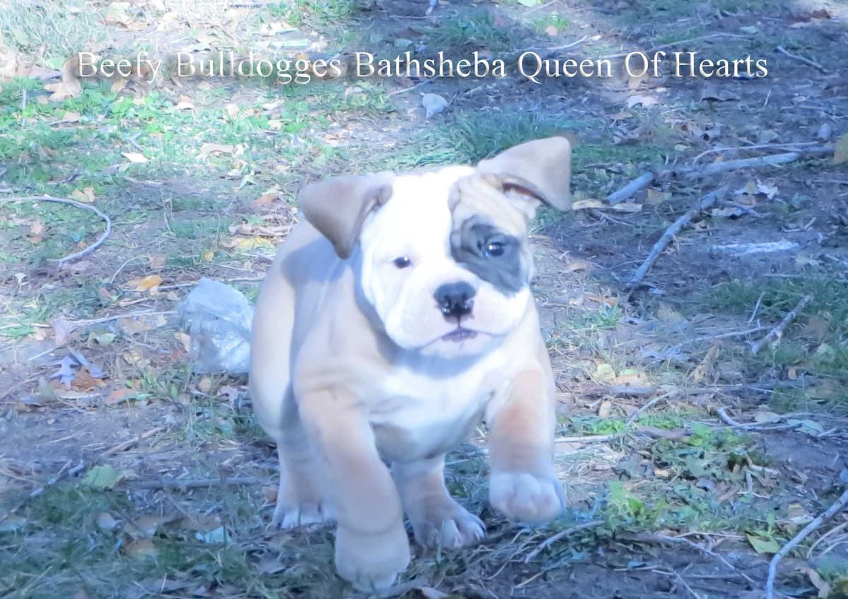 Beefy Bulldogges' Bathsheba Queen of Hearts