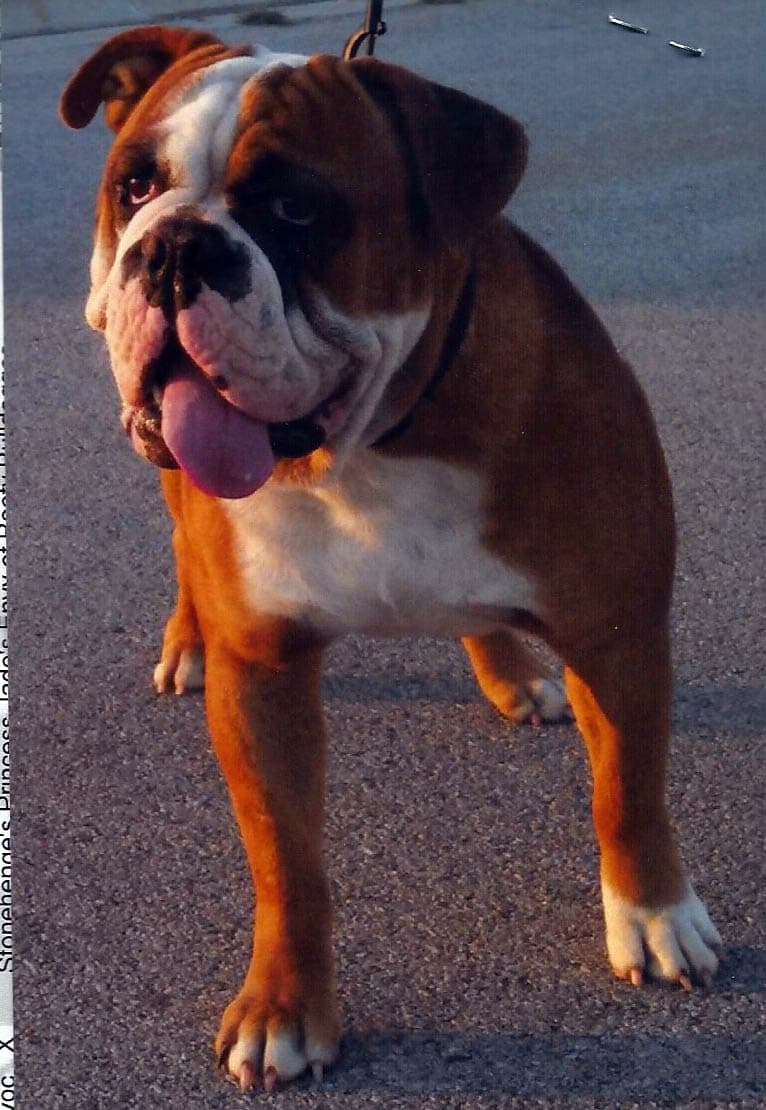 Beefy Bulldogges' Caesar