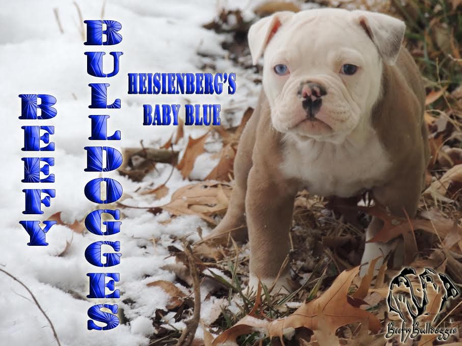 Beefy Bulldogges' Heisenberg's Baby Blue