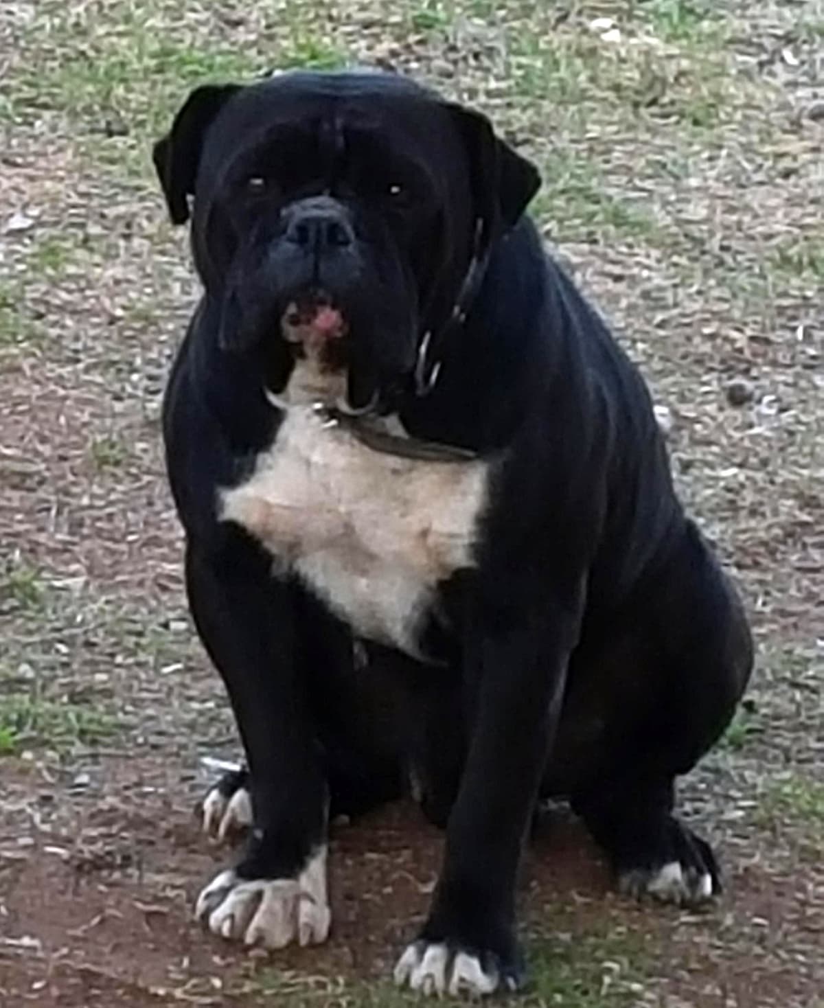 BelleRiver's Bear