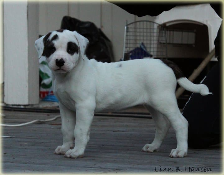 Bingen Bulldog's Addicted