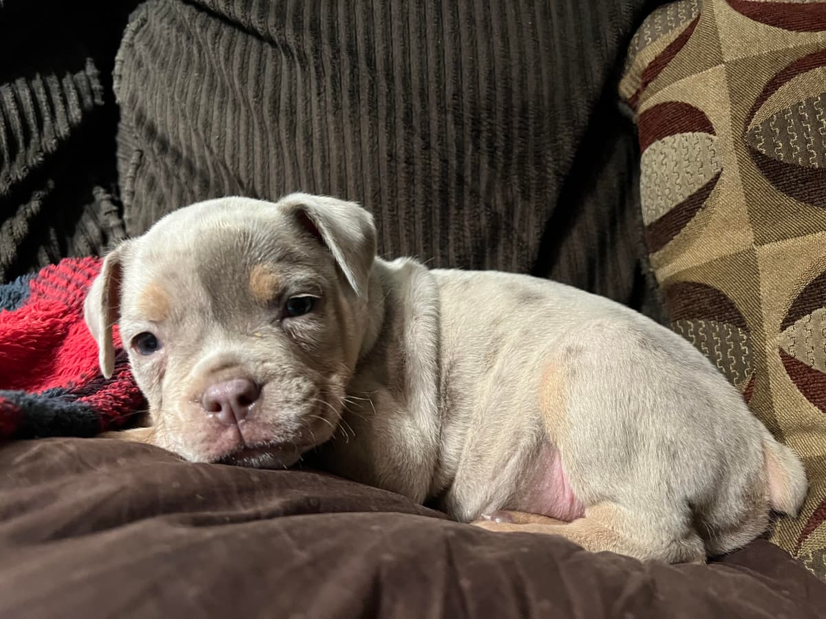 Berlin Bullies Clyde