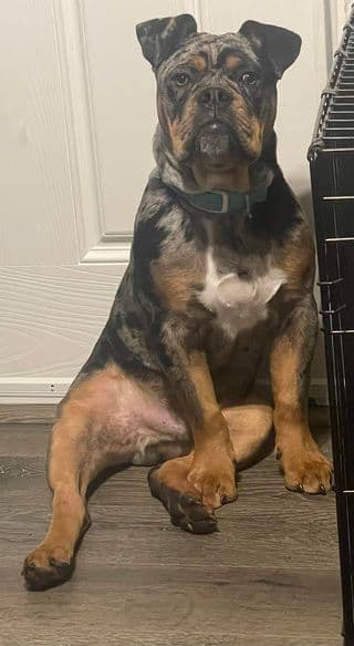 Berlin Bullies Ripp