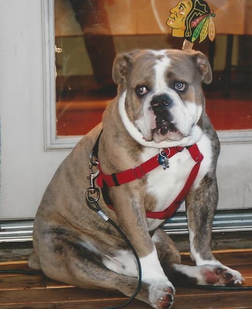 Biel's Roscoe Maximus Bearpaw