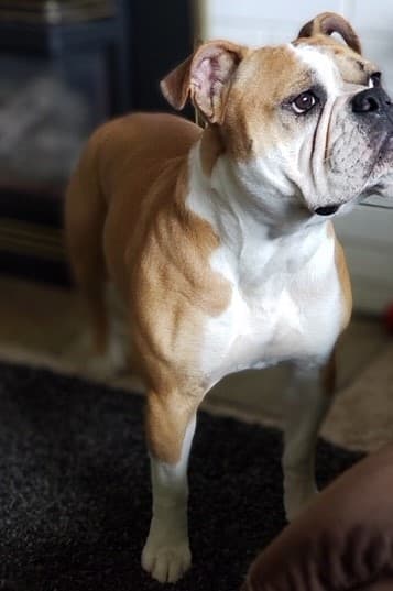 Harley Quinn Durham