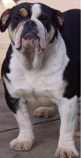 Big Bone Bully's Shadow