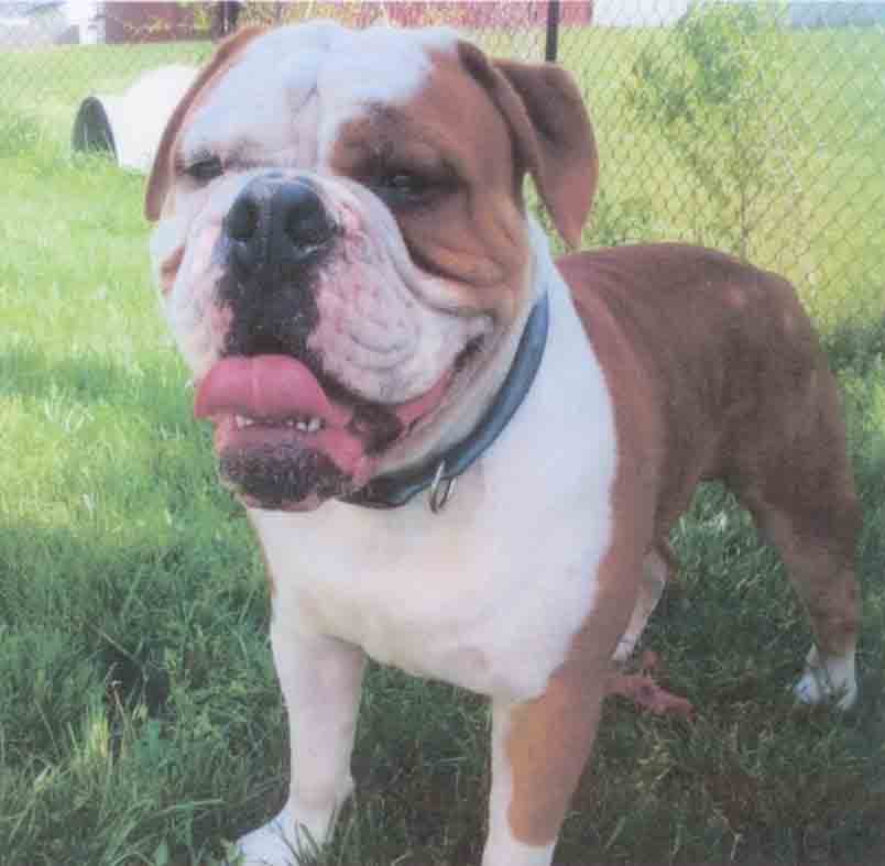 Scagg's Biggie Pawz