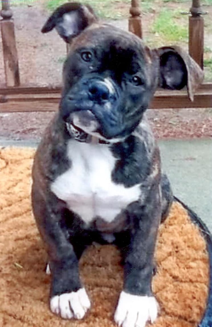 Blue Collar Bullies' Millenium