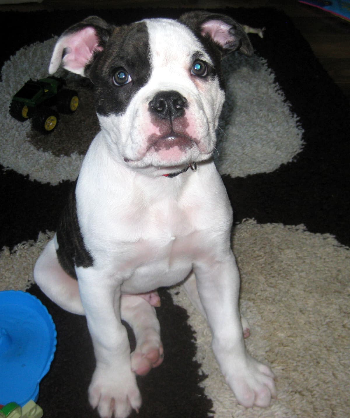 Blue Collar Bullies' Mogli