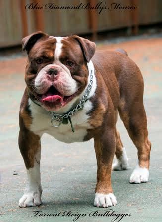 Blue Diamond Bully's Monroe