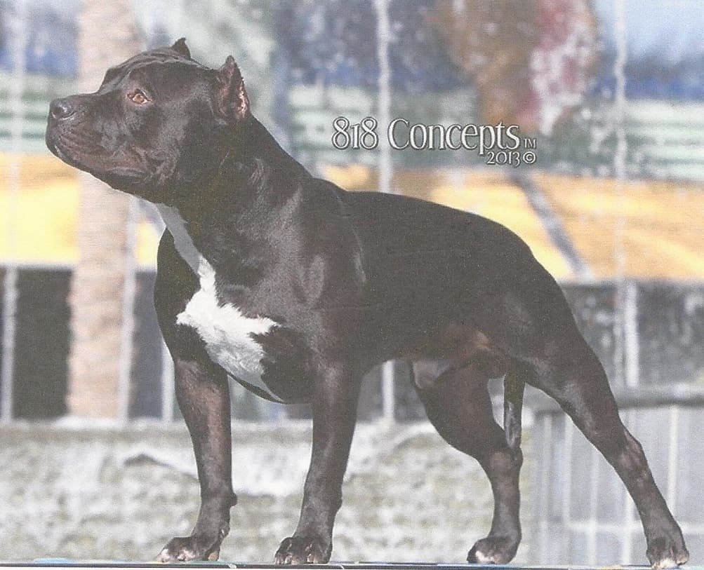 Blue Fury's Hard Knox