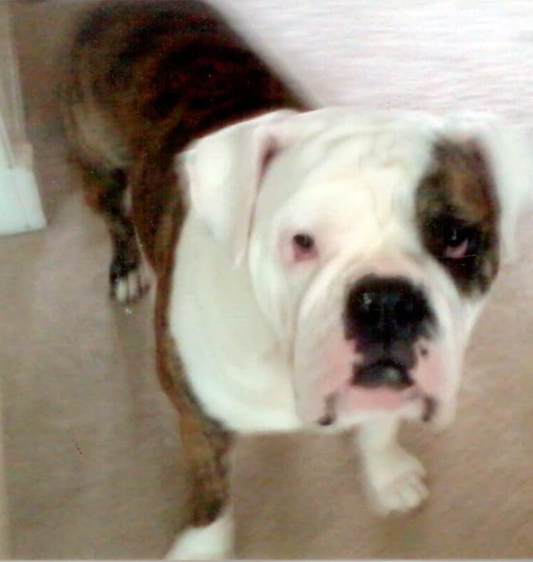Bluegrass Bulldogges' Iron Lady
