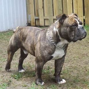 Blue River's Hector
