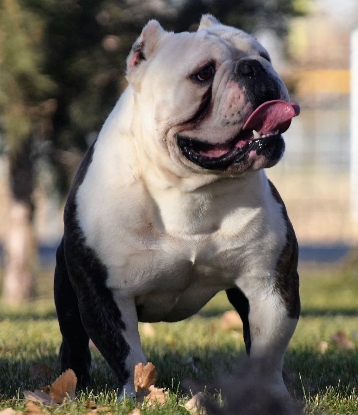 Blue River's Chief White Face