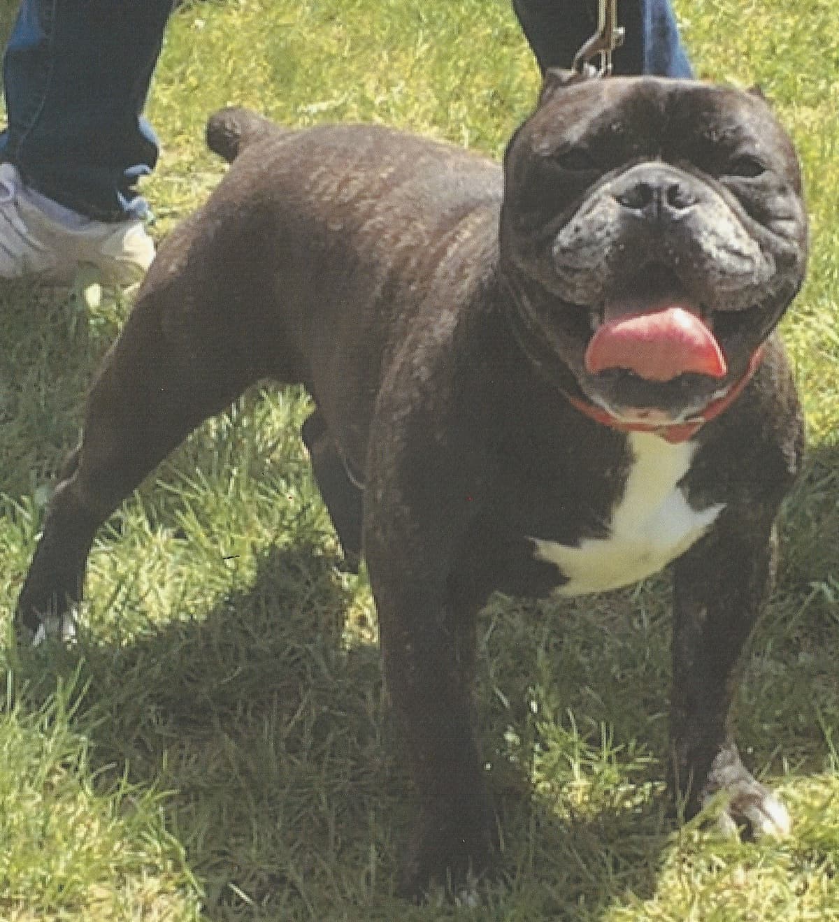BlueRock's Col Weezy Tookie II of CL
