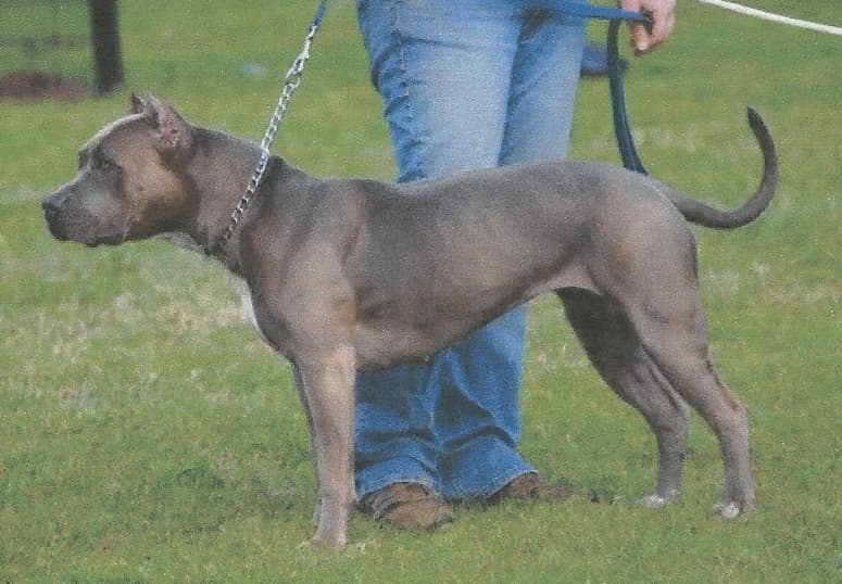 Bluestreak's Stunning Stella