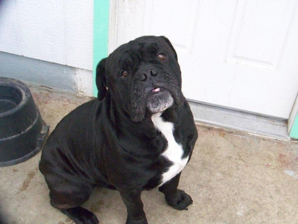 Bocephus Byrd