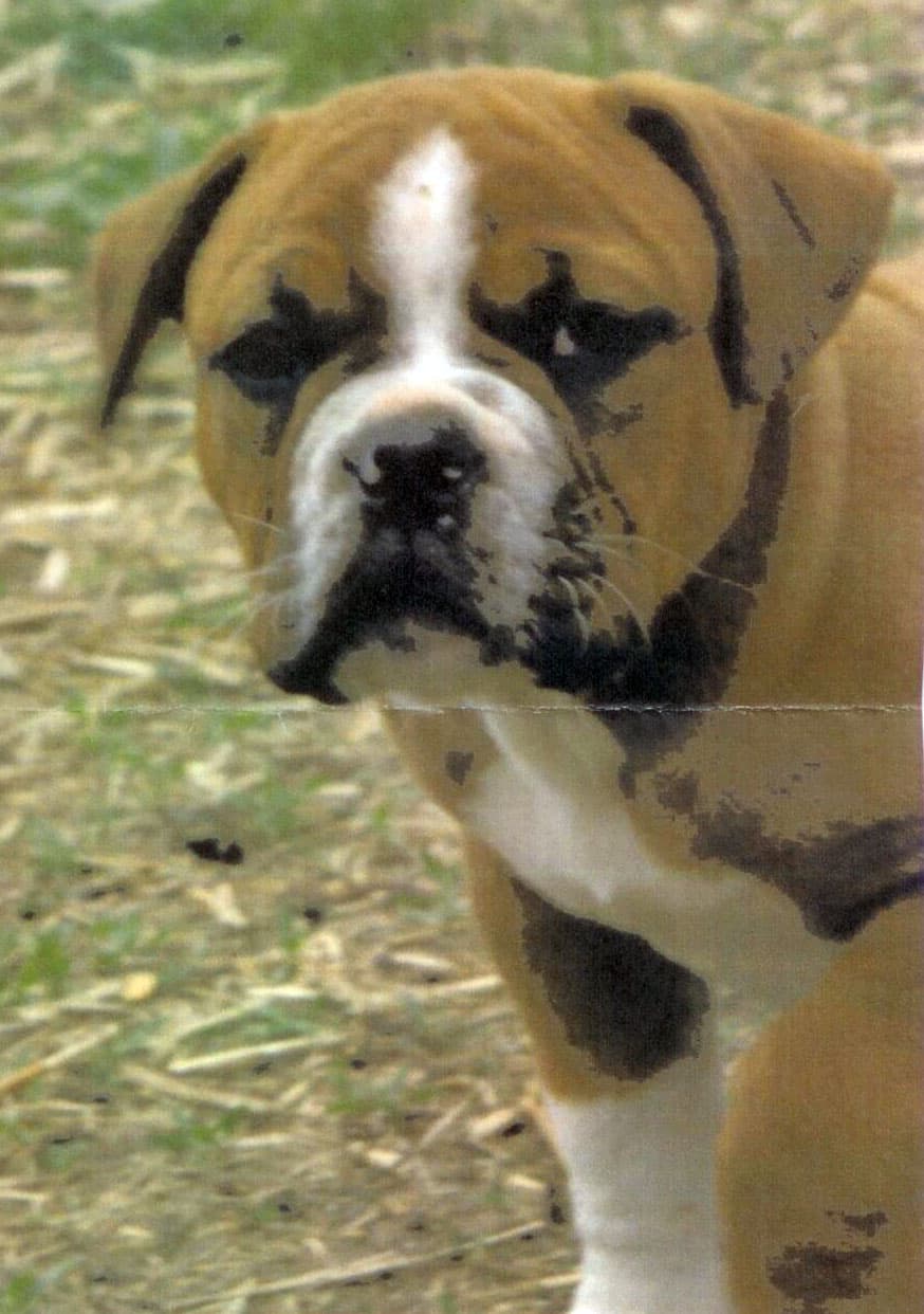 Bondville's Cleatus
