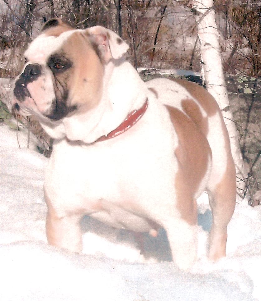 Bonny Bulldogs Mufassia