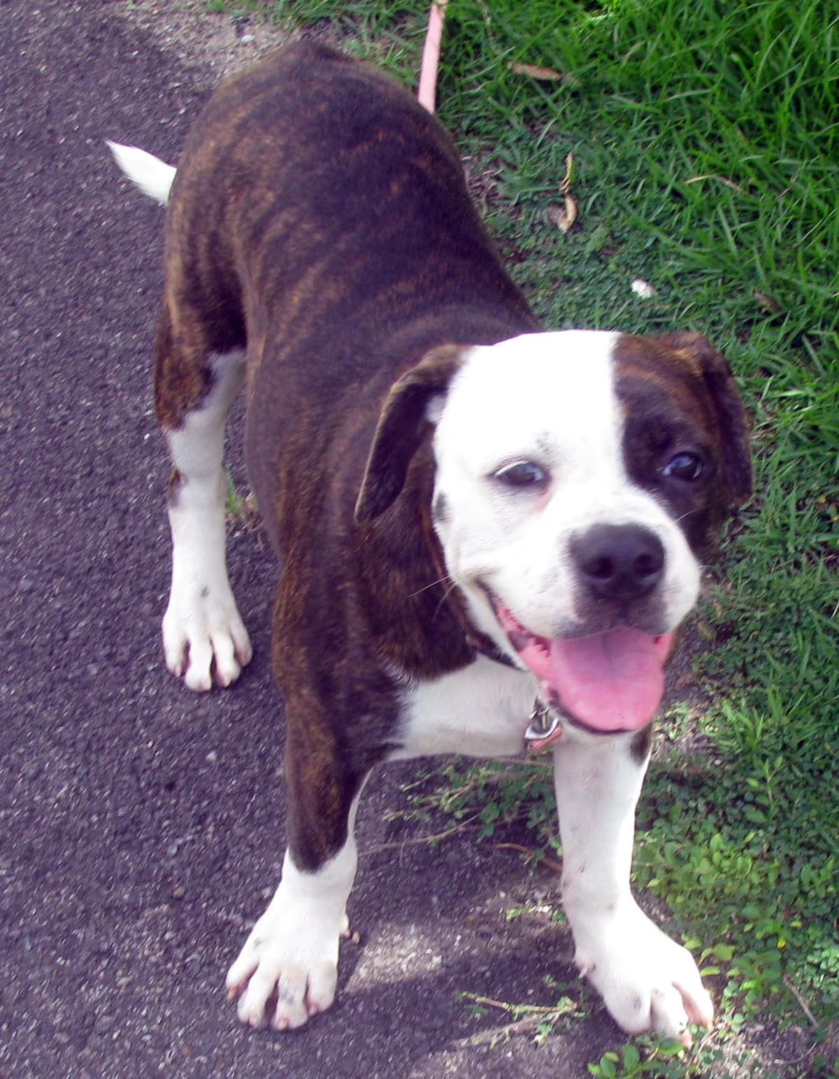 Borik�n Bulldogge's Leah Iron