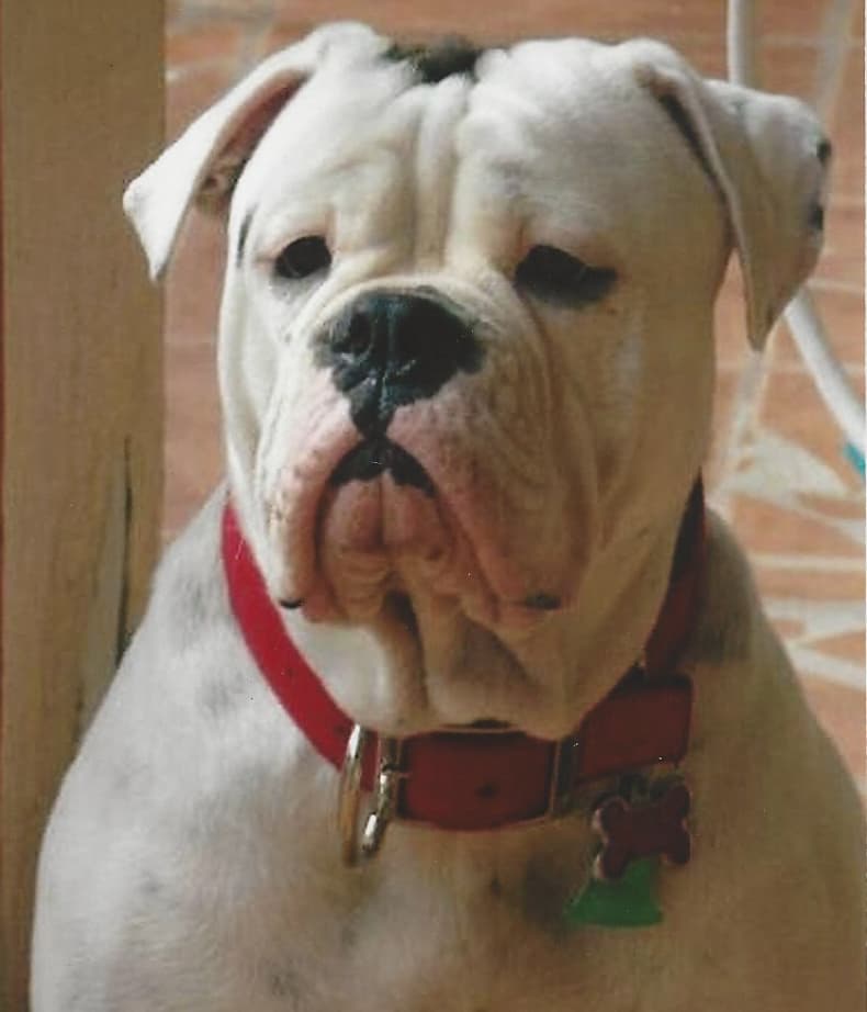 Boriken Bulldogge's Luna