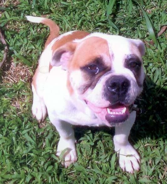 Borik�n Bulldogge's Max