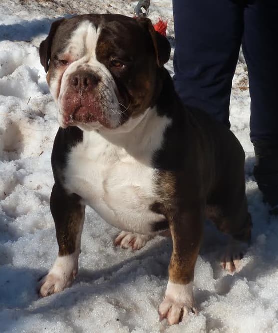 Bosco P. Coal Stain