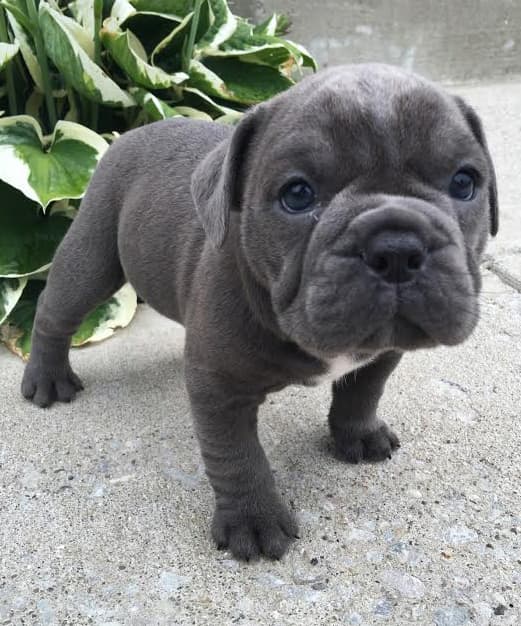 Bourbon Bullies' Axel
