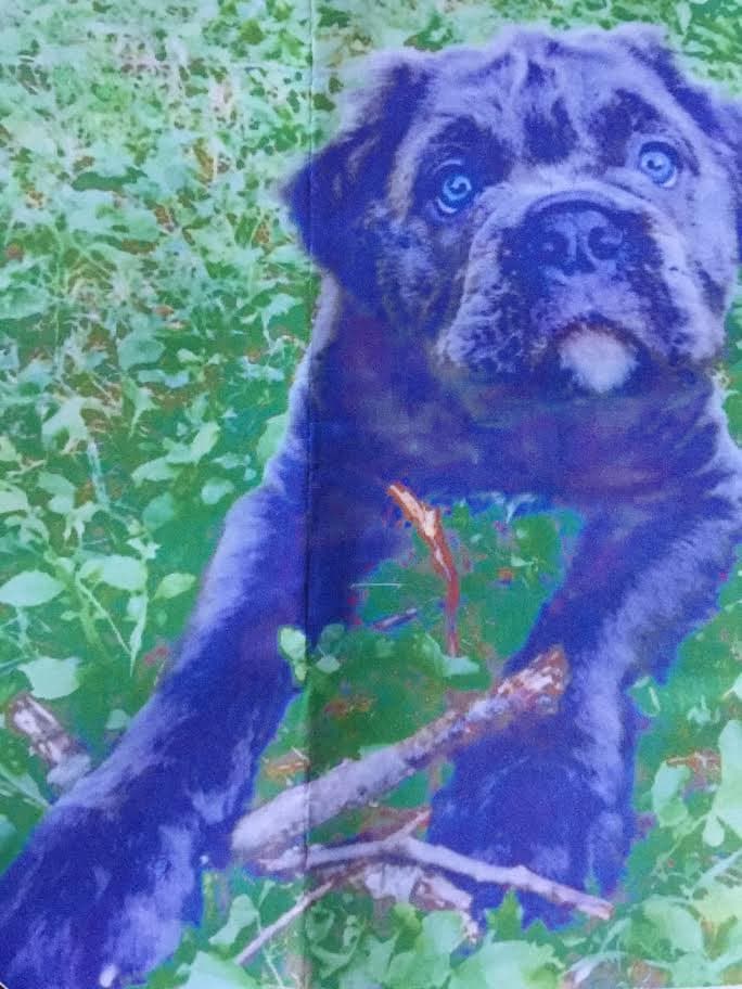 Bourbon Bullies' Winston River Bennett