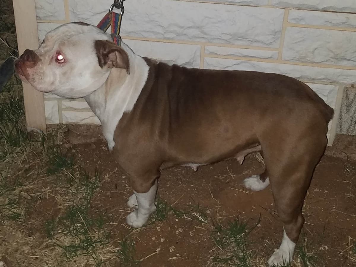 Brawn Bulldogges Jasmine's Opus