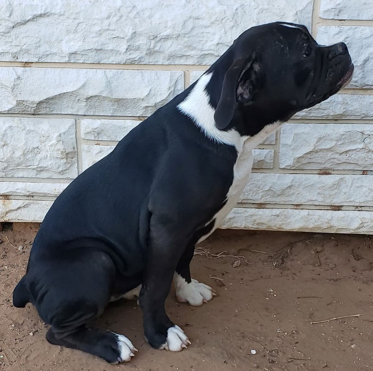 Brawn's Queen of Sheba