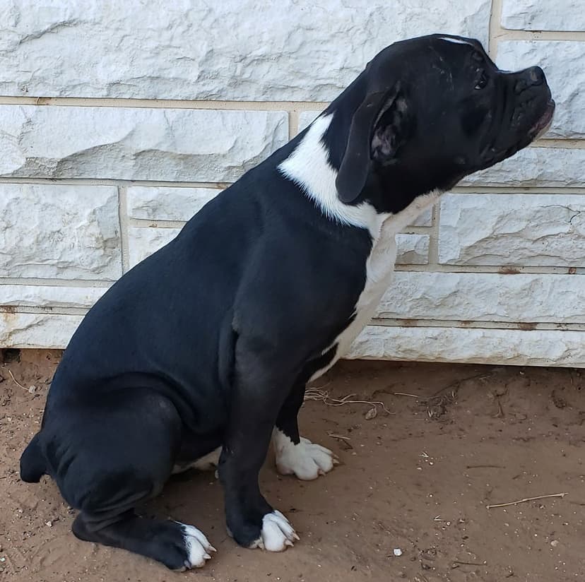 Brawn's Queen of Sheba