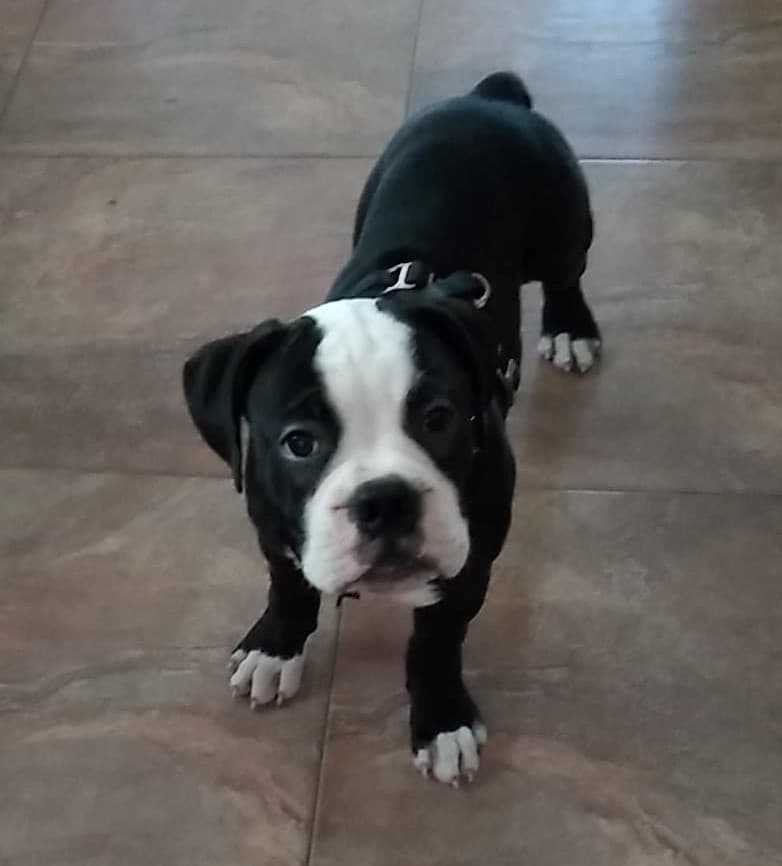 Brawn's Teddy Gus Jones