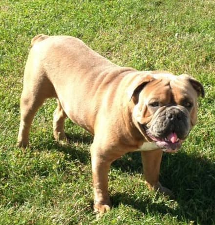 Brickhouse Bullies' Mac