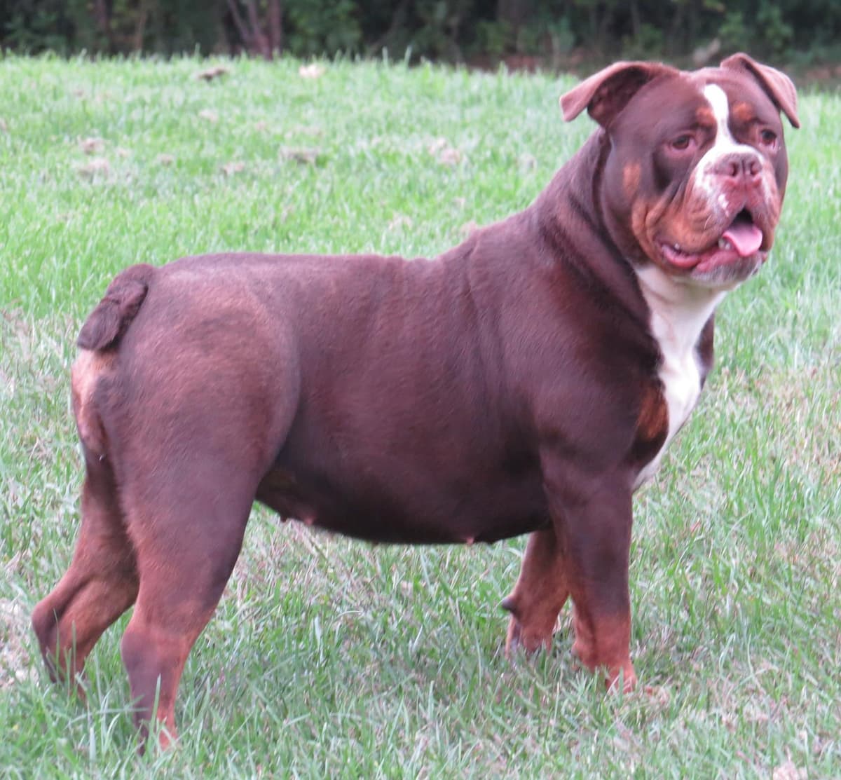 Broad Street Bullys' Hershey