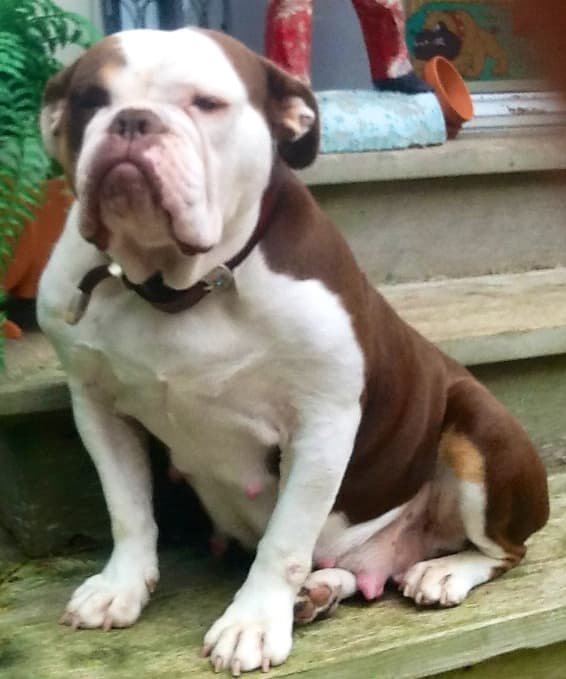 Broad Street Bullys' Mo Duinne