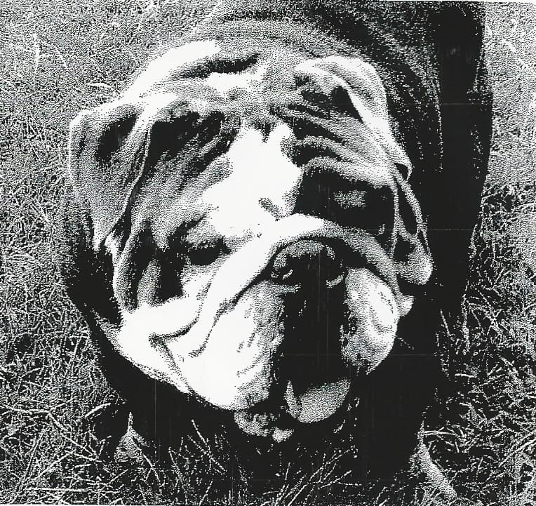 Brown's Zeus