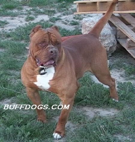Buffdog's Redbull