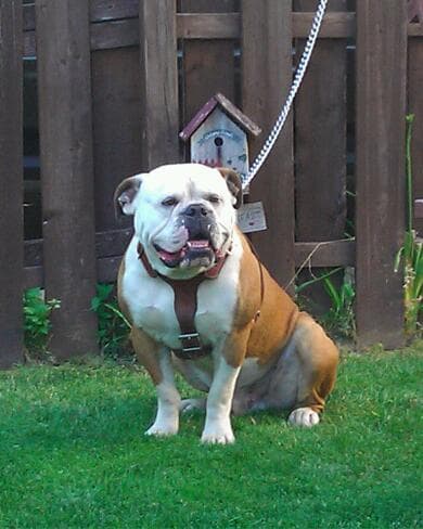 Bugsy