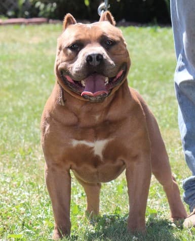 Bulldog Cartel's Famous Amos
