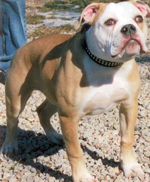 Bulldog Cartel's Posha